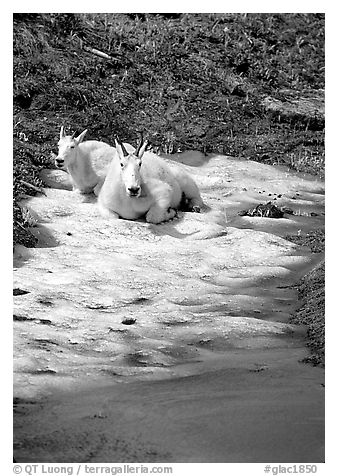 Mountain goats cool off on a neve at Logan Pass. Glacier National Park, Montana, USA.