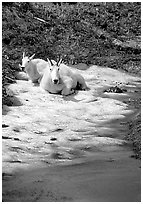 Mountain goats cool off on a neve at Logan Pass. Glacier National Park ( black and white)