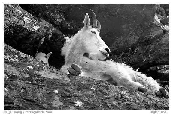 Mountain goat on a rocky ledge. Glacier National Park (black and white)