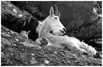 Mountain goat on a rocky ledge. Glacier National Park ( black and white)