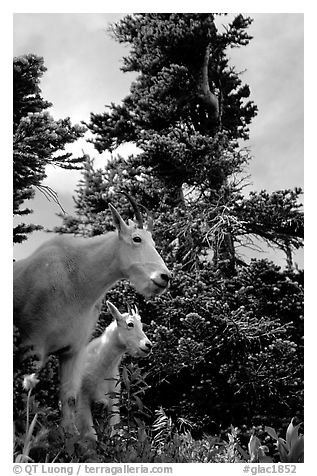 Mountain goat and kid in forest. Glacier National Park, Montana, USA.