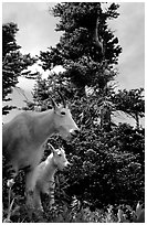 Mountain goat and kid in forest. Glacier National Park, Montana, USA. (black and white)