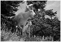 Two mountain goats in forest. Glacier National Park, Montana, USA. (black and white)