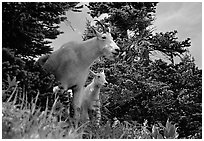 Two mountain goats in forest. Glacier National Park ( black and white)