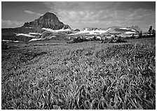 Alpine meadow with wildflowers and triangular peak, Logan Pass. Glacier National Park, Montana, USA. (black and white)