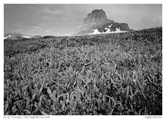 Alpine meadow, wildflowers, and Clemens Mountain. Glacier National Park, Montana, USA.