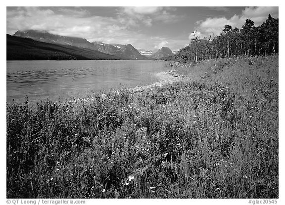 Wildflowers on shore of Sherburne Lake. Glacier National Park (black and white)