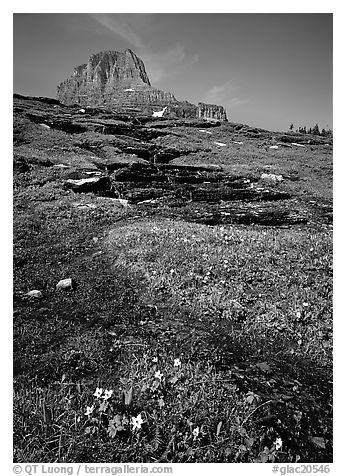 Stream at hanging gardens, Logan pass. Glacier National Park (black and white)