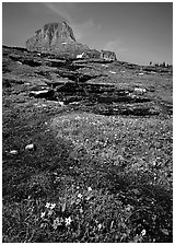 Stream at hanging gardens, Logan pass. Glacier National Park ( black and white)