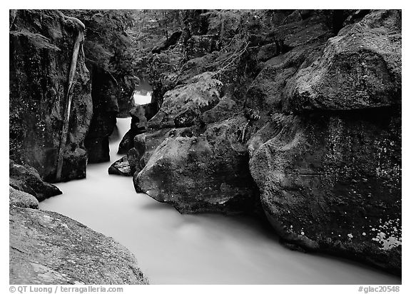 Mossy gorge, Avalanche creek. Glacier National Park, Montana, USA.