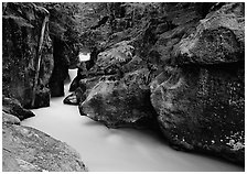 Mossy gorge, Avalanche creek. Glacier National Park, Montana, USA. (black and white)