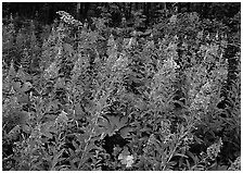 Wildflowers in the forest near St Mary. Glacier National Park ( black and white)
