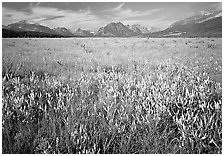 Lewis range seen from the eastern flats, morning. Glacier National Park, Montana, USA. (black and white)