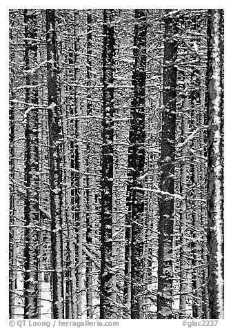 Dense forest with snow in winter. Glacier National Park, Montana, USA.