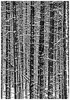 Dense forest with snow in winter. Glacier National Park ( black and white)