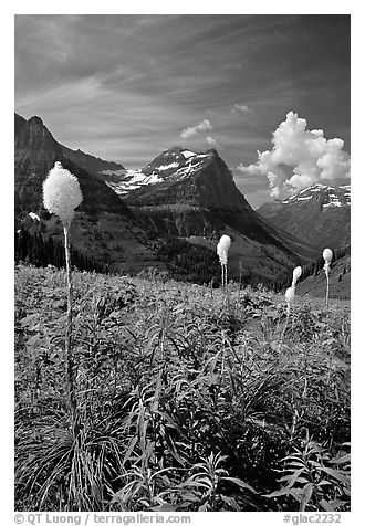 Beargrass, Mount Oberlin, and Cannon Mountain. Glacier National Park (black and white)