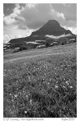 Meadow with wildflower carpet and triangular mountain, Logan pass. Glacier National Park (black and white)