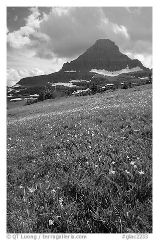 Meadow with wildflower carpet and triangular mountain, Logan pass. Glacier National Park, Montana, USA.