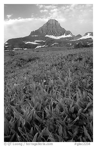 Indian paintbrush and peak, Logan pass. Glacier National Park (black and white)