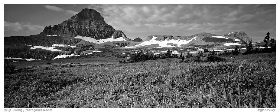 Alpine landscape with wildflower meadows and peak. Glacier National Park (black and white)