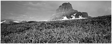 Alpine scenery with triangular peak rising above meadows. Glacier National Park (Panoramic black and white)