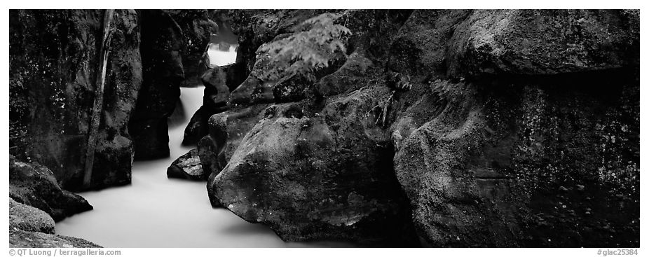 Lush gorge with frosted water. Glacier National Park (black and white)