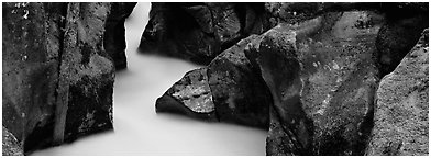 Stream flowing in mossy gorge. Glacier National Park (Panoramic black and white)