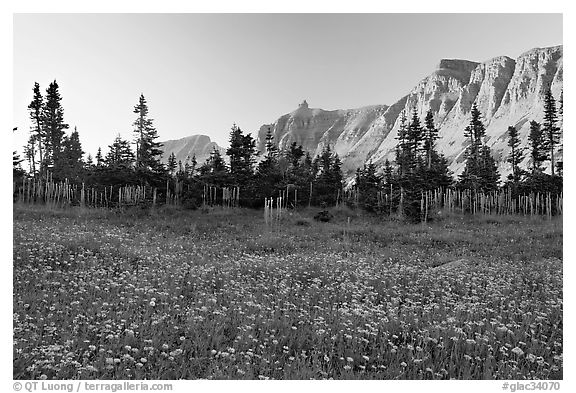 Meadow with wildflowers and Garden Wall at sunset. Glacier National Park (black and white)