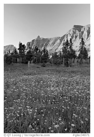 Wildflowers in meadow below the Garden Wall at sunset. Glacier National Park, Montana, USA.