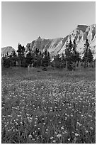 Wildflowers in meadow below the Garden Wall at sunset. Glacier National Park, Montana, USA. (black and white)