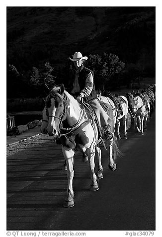 Man leading horse pack, sunrise. Glacier National Park (black and white)