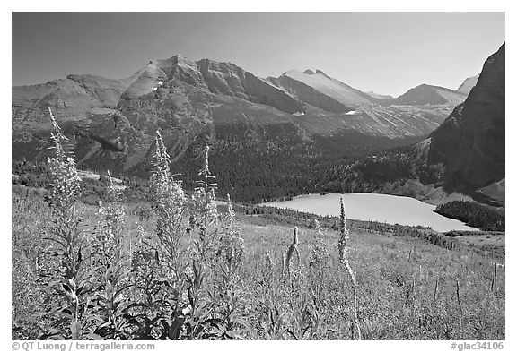 Fireweed and Grinnell Lake. Glacier National Park, Montana, USA.