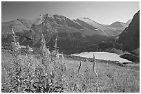 Fireweed and Grinnell Lake. Glacier National Park, Montana, USA. (black and white)