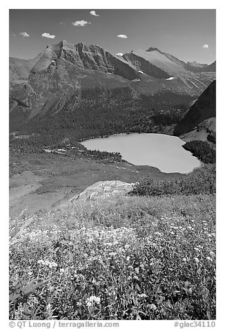 Wildflowers high above Grinnel Lake, with Allen Mountain in the background. Glacier National Park, Montana, USA.