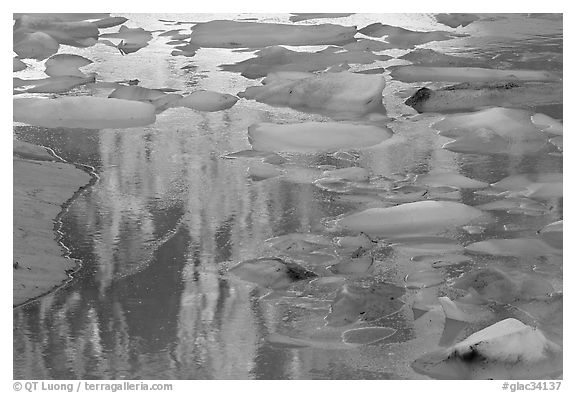 Blue icebergs floating on reflections of rock wall, Upper Grinnel Lake, late afternoon. Glacier National Park, Montana, USA.