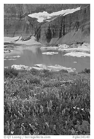 Wildflowers, Upper Grinnell Lake, and Salamander Falls and Glacier. Glacier National Park, Montana, USA.