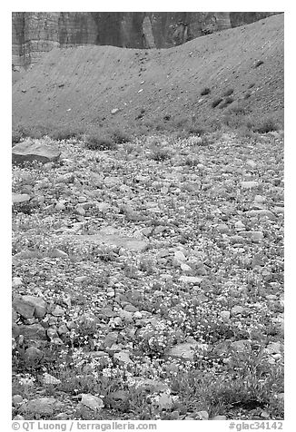 Alpine wildflowers. Glacier National Park (black and white)