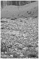 Alpine wildflowers. Glacier National Park, Montana, USA. (black and white)