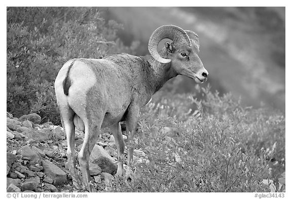 Bighorn sheep. Glacier National Park (black and white)