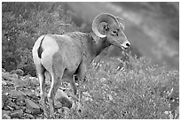 Bighorn sheep. Glacier National Park, Montana, USA. (black and white)