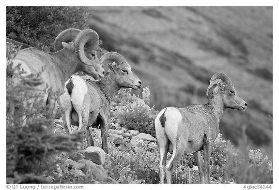 Three Bighorn sheep. Glacier National Park (black and white)