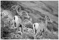 Three Bighorn sheep. Glacier National Park, Montana, USA. (black and white)