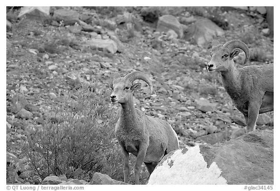 Two bighorn sheep. Glacier National Park, Montana, USA.