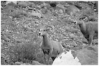 Two bighorn sheep. Glacier National Park, Montana, USA. (black and white)