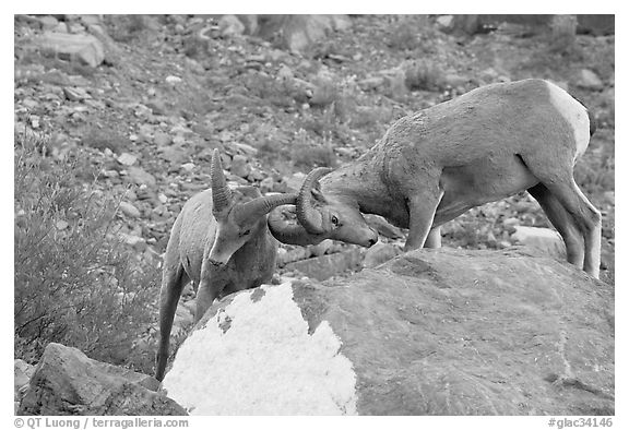 Bighorn sheep fighting. Glacier National Park, Montana, USA.