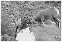 Bighorn sheep fighting. Glacier National Park ( black and white)