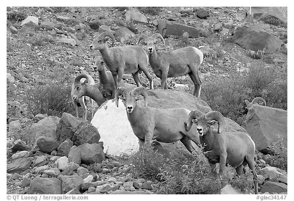 Group of bighorn sheep. Glacier National Park (black and white)