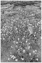 Wildflowers. Glacier National Park ( black and white)