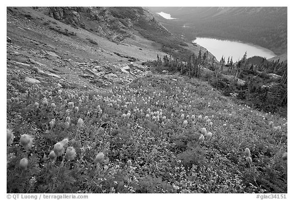 Bear Grass, Grinnell Lake and Josephine Lake. Glacier National Park (black and white)