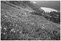 Bear Grass, Grinnell Lake and Josephine Lake. Glacier National Park, Montana, USA. (black and white)